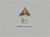 藏品(螟蛾289)的圖片